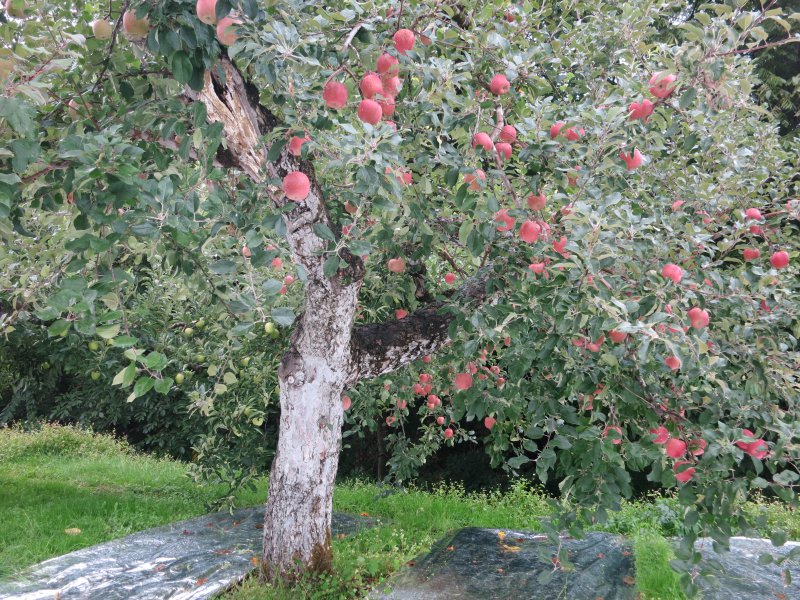 リンゴ の 若木 の 剪定 冬