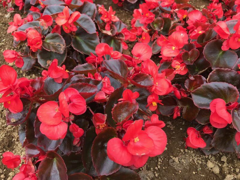 第3回 暑い夏を乗り切ることができる強者の花たち 東京大会を夏花で彩る カルチベ 農耕と園藝online