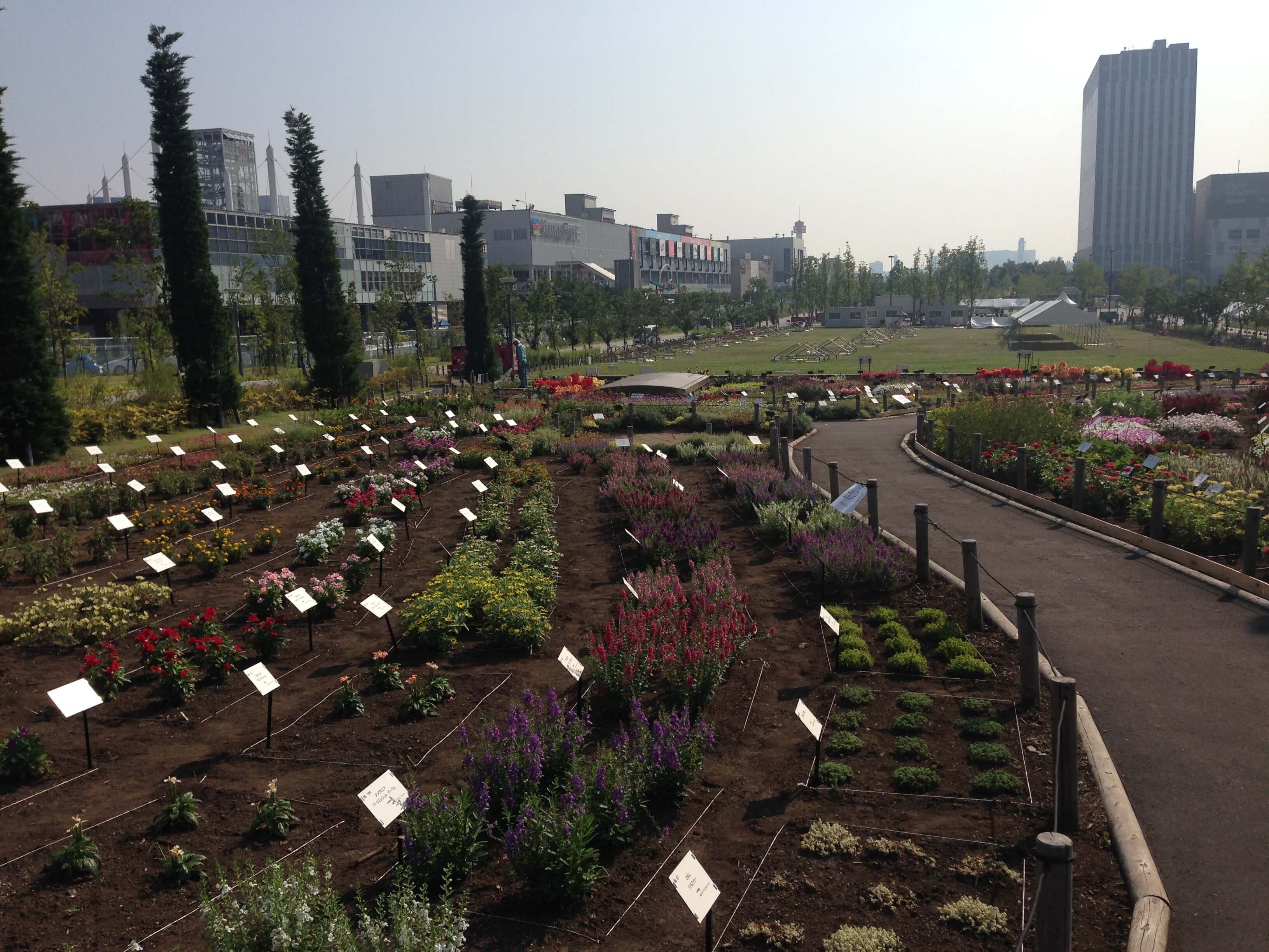 第3回 暑い夏を乗り切ることができる強者の花たち 東京大会を夏花で彩る カルチベ 農耕と園藝online