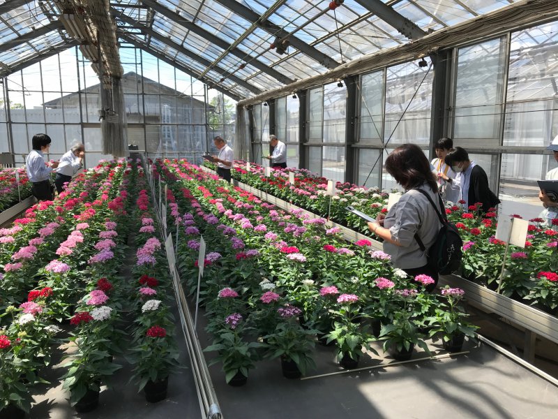 第5回 どんな環境でも元気に育つイチオシの夏花 ペンタス 東京大会を夏花で彩る カルチベ 農耕と園藝online