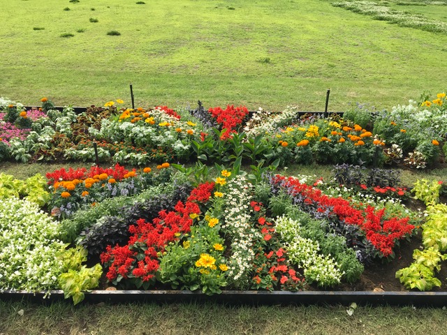 第4回 都市緑化に夏花を取り入れるために気を付けること 東京大会を夏花で彩る カルチベ 農耕と園藝online