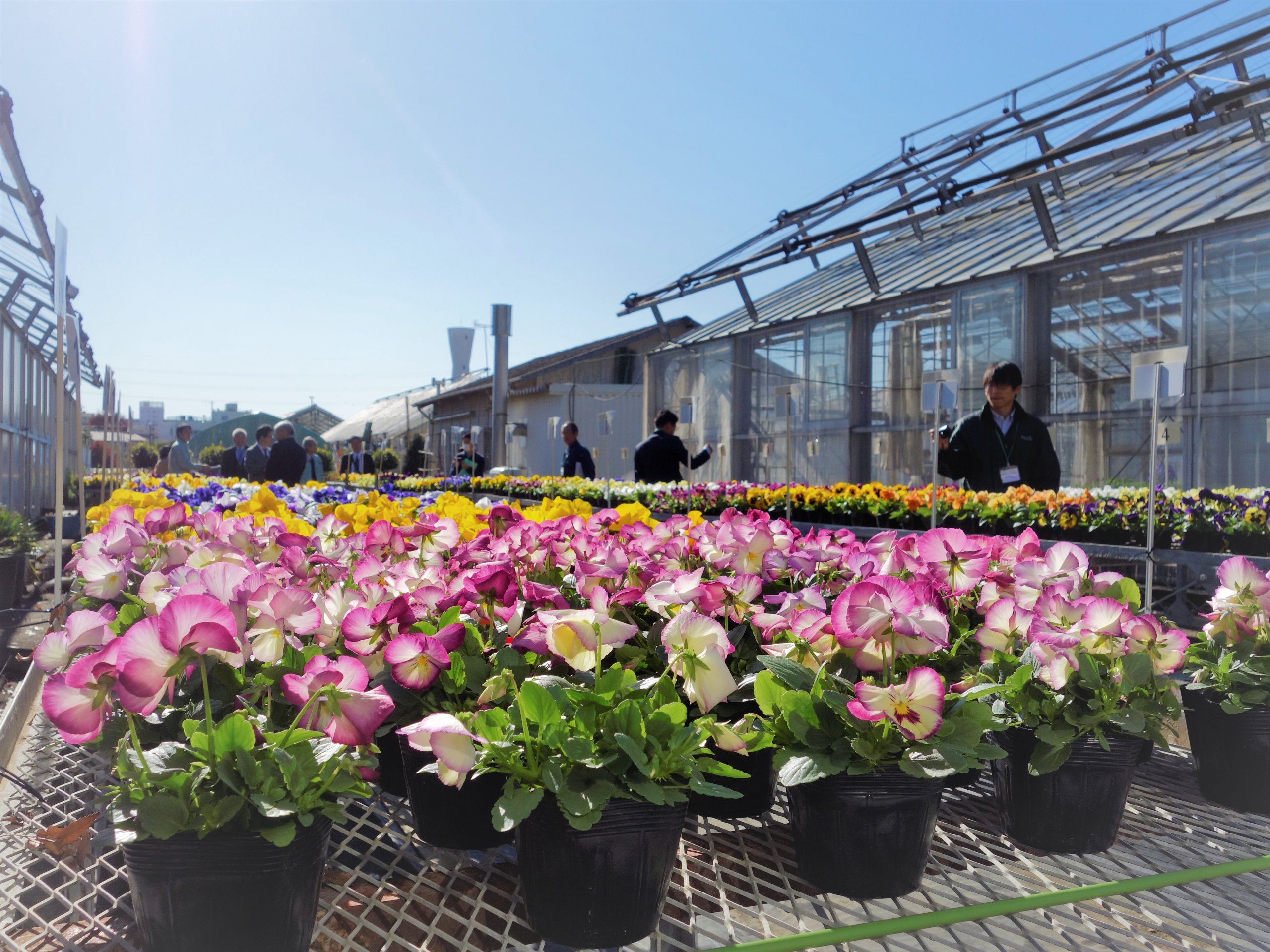 カルチべ取材班 野菜 花き種苗改善審査会へゆく パンジーの部 を知りたい カルチべ取材班 現場参上 カルチベ 農耕と園藝online