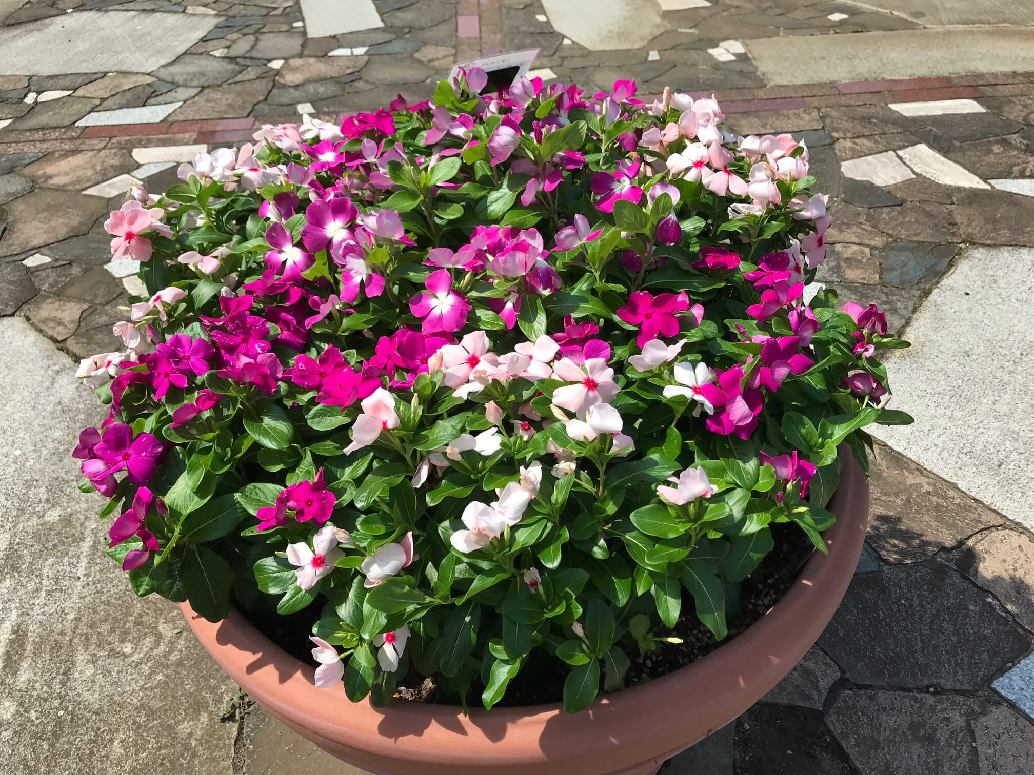 第6回 夏花壇に花色鮮やかな ビンカ を 東京大会を夏花で彩る カルチベ 農耕と園藝online