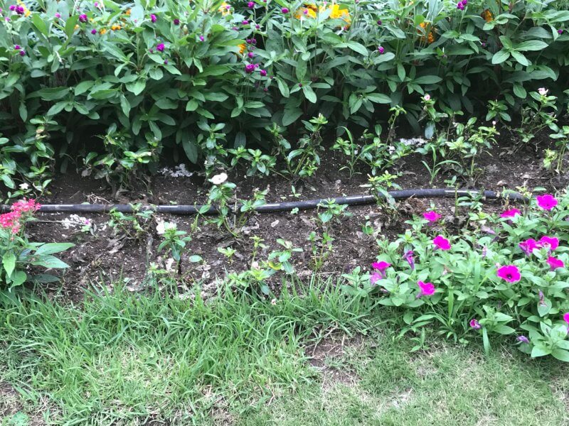 第6回 夏花壇に花色鮮やかな ビンカ を 東京大会を夏花で彩る カルチベ 農耕と園藝online