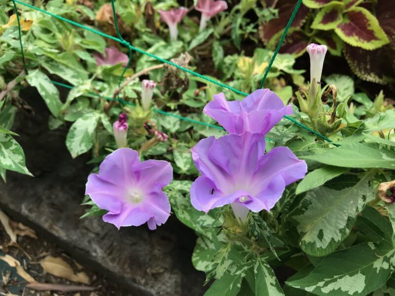 第7回 アサガオ ナデシコ リンドウで会場を和のイメージに 東京大会を夏花で彩る カルチベ 農耕と園藝online
