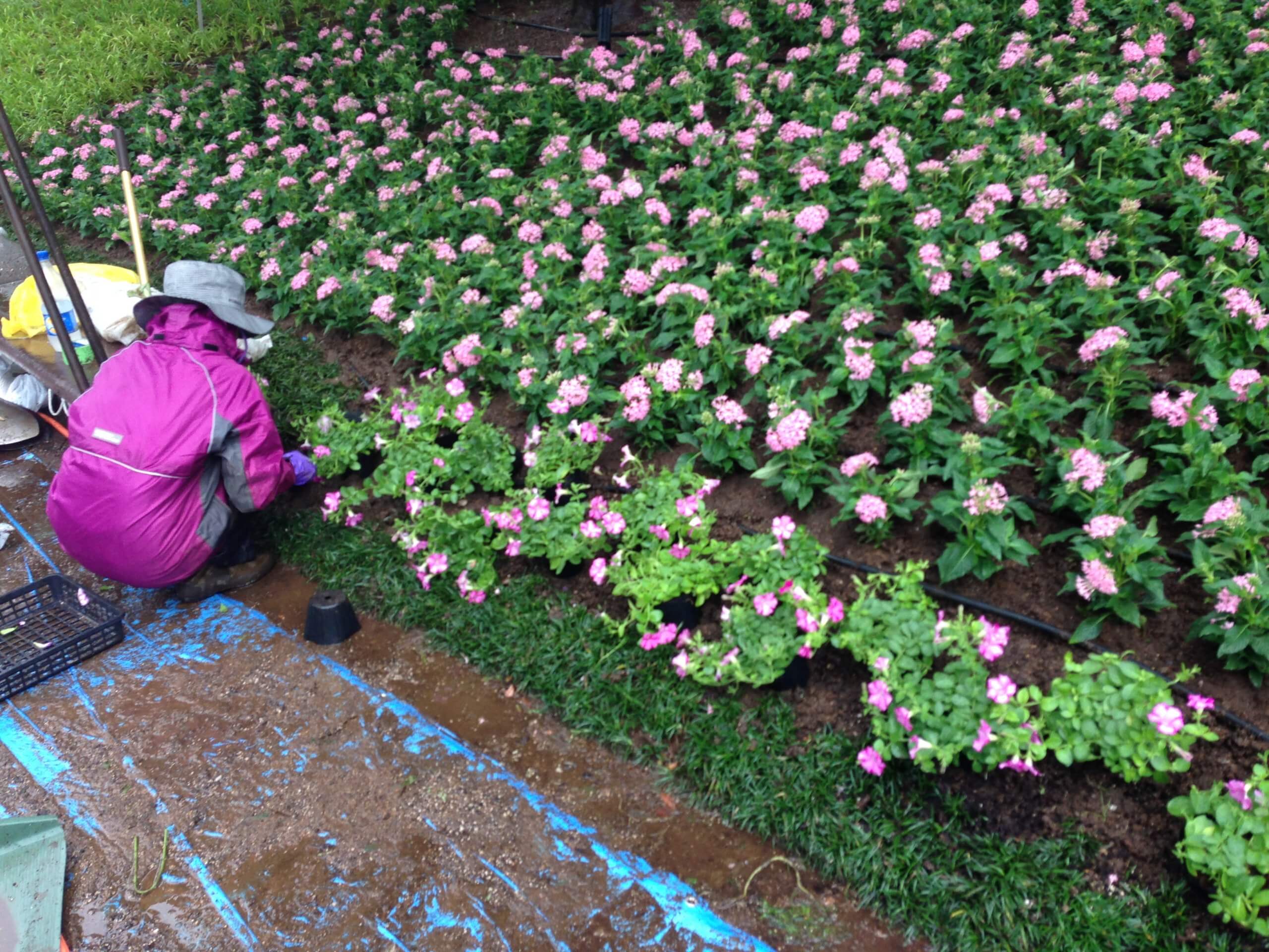 第8回 鉢サイズやプランターの改善で管理作業をラクに 東京大会を夏花で彩る カルチベ 農耕と園藝online