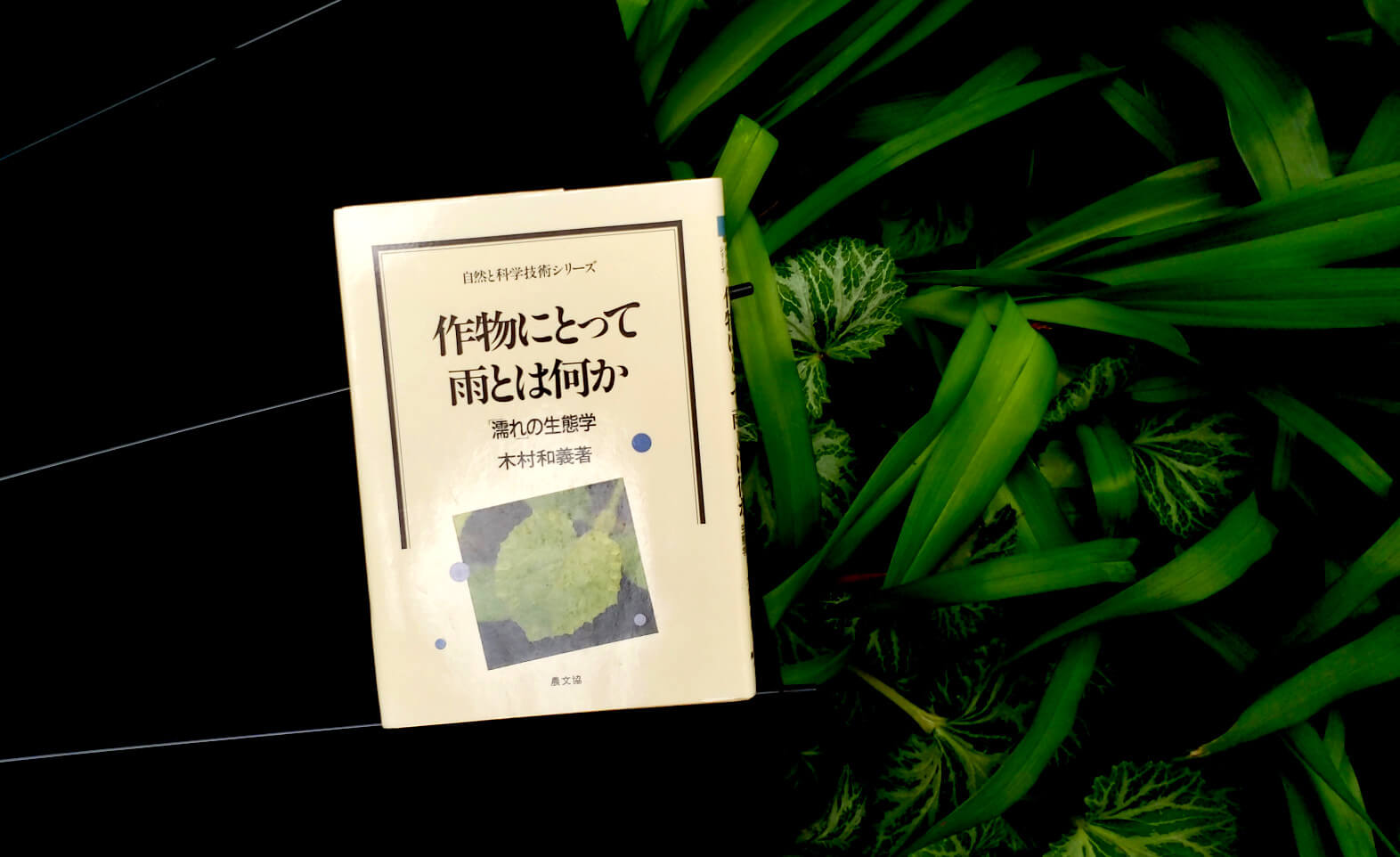 第71回 植物にとって雨とはなにか リーチング の意味 園藝探偵の本棚 カルチベ 農耕と園藝online