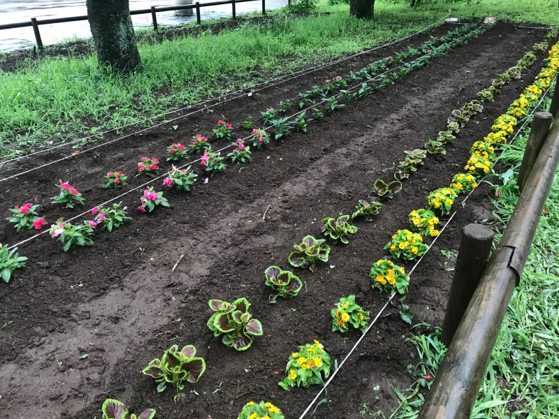 第11回 年夏花の利用予定について 東京大会を夏花で彩る カルチベ 農耕と園藝online