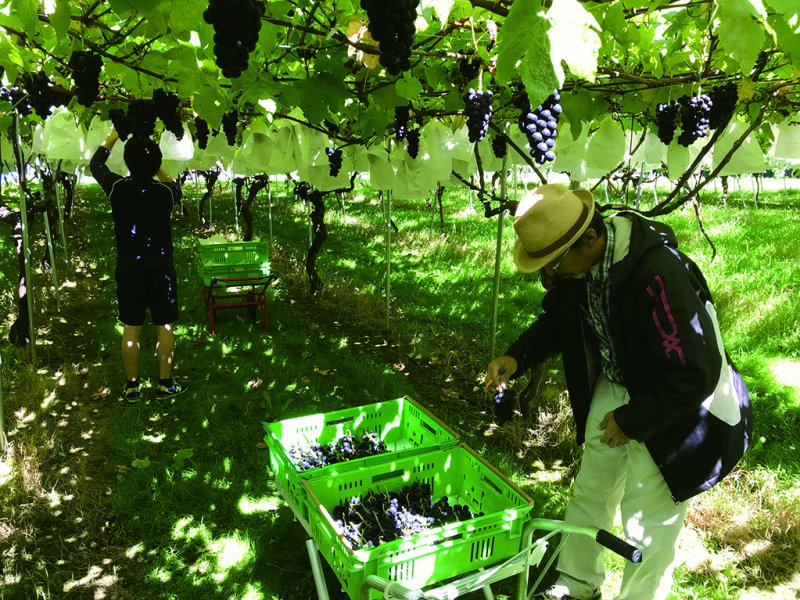 山梨⇄NZで日本のＢｕｄｏｕ(ブドウ)を、きっちり栽培 | カルチべ取材 