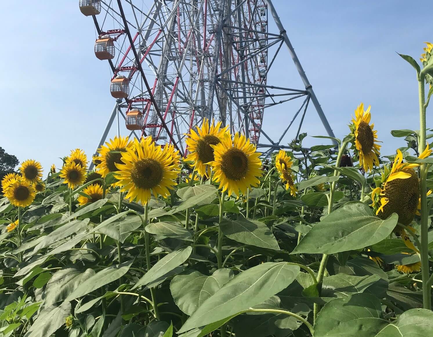 第12回 年夏花の利用実績と今後の課題 最終回 東京大会を夏花で彩る カルチベ 農耕と園藝online