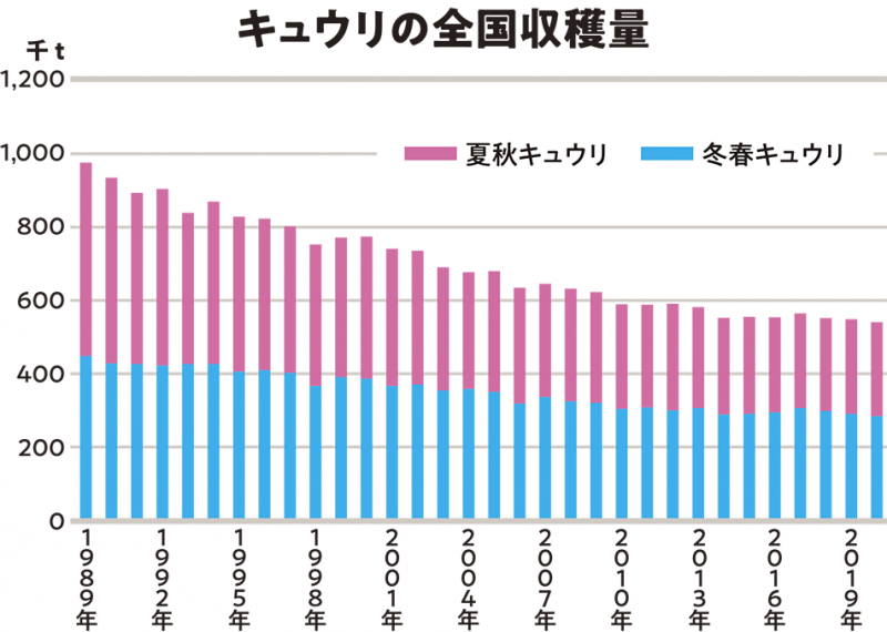 関東市場 野菜 キュウリ カルチべ市場動向 カルチベ 農耕と園藝online