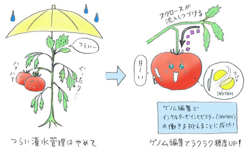 潅水管理技術がなくても大丈夫 ゲノム編集技術を利用して トマトの糖度を高めることに成功 アグリニュース カルチベ 農耕と園藝online