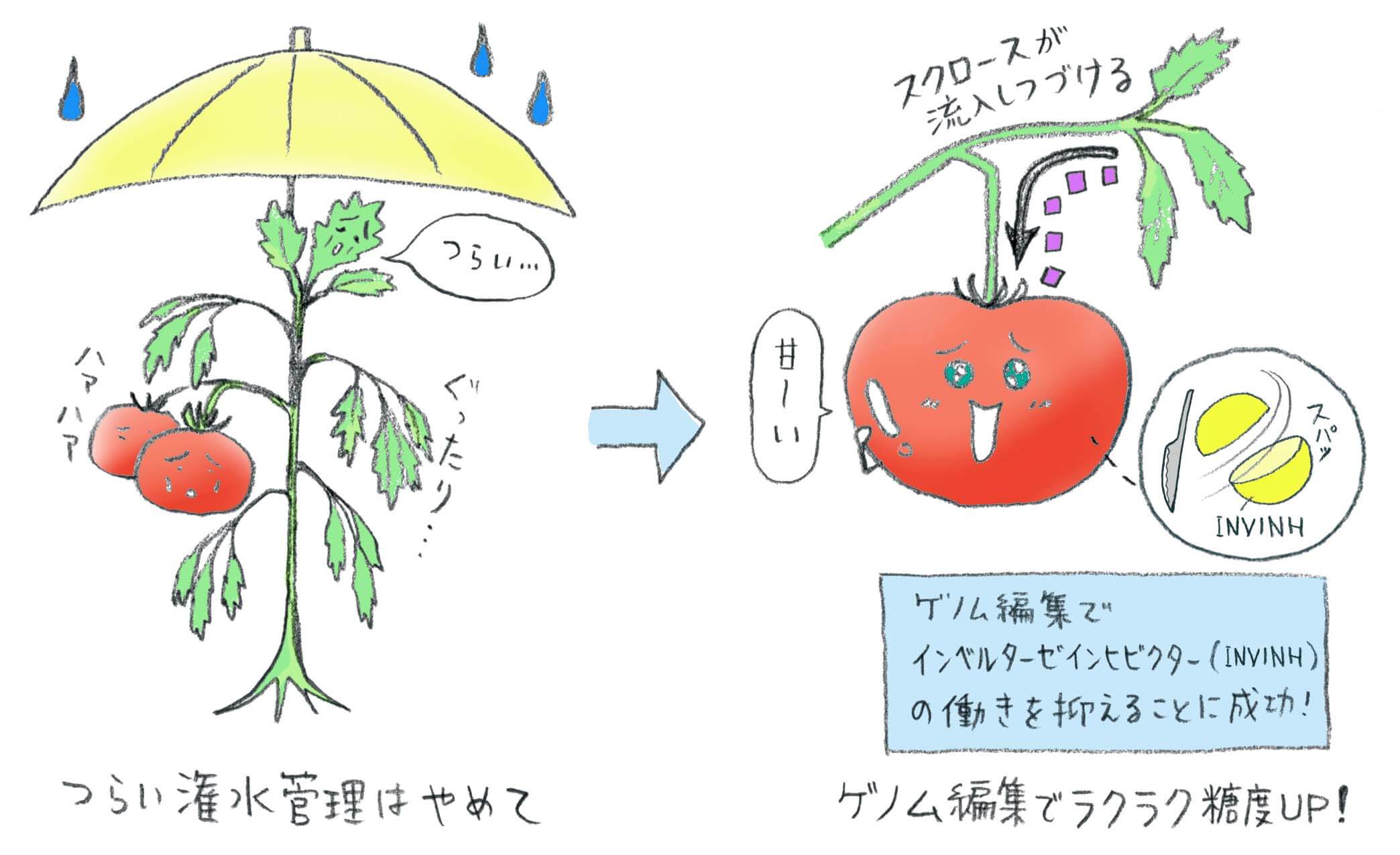 潅水管理技術がなくても大丈夫 ゲノム編集技術を利用して トマトの糖度を高めることに成功 アグリニュース カルチベ 農耕と園藝online