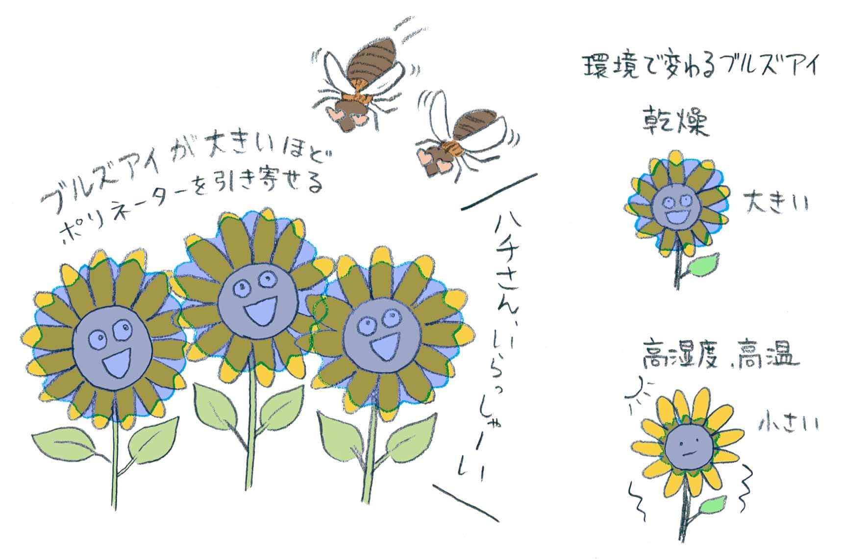 ヒマワリ果実の収量増加にも期待 ヒトには見えない花模様に２つの役割 | アグリニュース | カルチベ – 農耕と園藝ONLINE