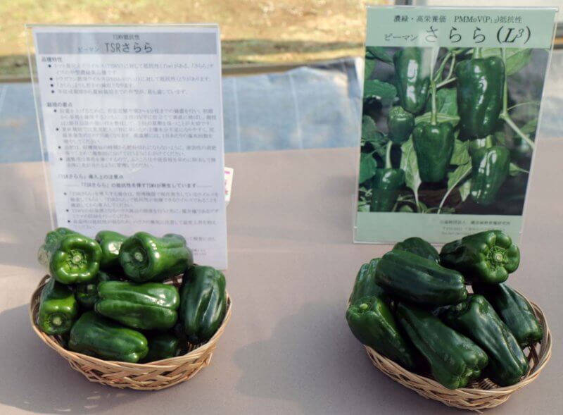 公財 園芸植物育種研究所 第18回オープンデイ 開催 カルチベニュース カルチベ 農耕と園藝online