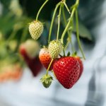 イチゴの流れを変える秩父の「あまりん」　埼玉県秩父市・和銅農園